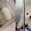 모란시장