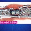 북부유전자 이미지