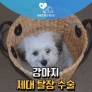 사랑으로동물병원 | 강아지 제대탈장 수술 후기 ! - 남양주 진접 오남 사랑으로동물병원