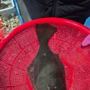 속초 동명항 회 맛집 추천 24호 홍천상회 광어 활어회 솔직후기 가성비강추