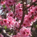 빛(꽃)의정원 이미지