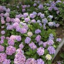 (주)화순군민신문사 | [화순] 전남광주 근교 가볼만한곳 화순 수국 명소 남산공원
