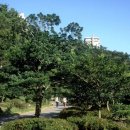 제주 천지연 담팔수 자생지 이미지