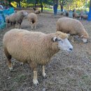 늘솔길근린공원양떼목장 | 늘솔길공원 양떼목장 논현동 아기랑 갈만한 곳