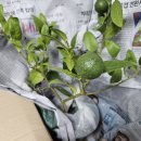 큰그루스토어