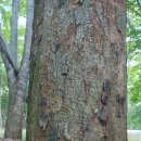 "초선은 아무것도 모르면서!" 나경원 막말에 박지원 "나빠루!" 호통 이미지