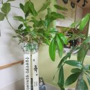 꿈앤카페다솜 이미지