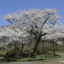 제주 봉개동 왕벚나무 자생지 이미지
