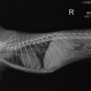 스마일동물의료센터 이미지