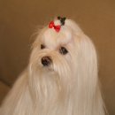 다Dog다Dog 이미지