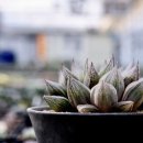 학수농장 이미지