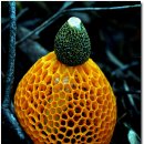 무등산버섯 이미지