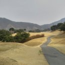 도그 포레스트 티스토리