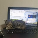 천사마트 이미지