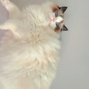 이안캐터리