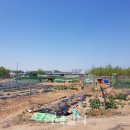 고양화전5 이미지