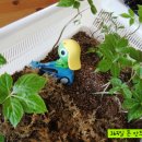 식탁위의텃밭 이미지