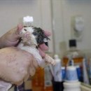 목욕하는고양이 이미지