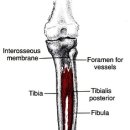 후경골근(tibialis posterior) 이미지