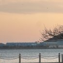 평화횟집 | 목포 평화광장 횟집 본전회수산 후기｜모둠회 구성·현지인 맛집