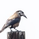 Southern Nutcracker 이미지