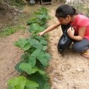 농부네민박 이미지