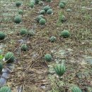 하우리부일호횟집 이미지