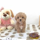 꽃강아지 이미지