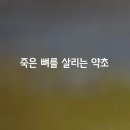 죽은 뼈를 살리는 약초 5가지 이미지