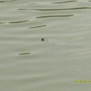 은행리낚시터 이미지