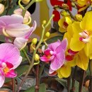 경화시장 이미지