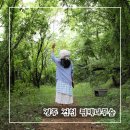 경주 여행 힐링 데이트 코스 추천 피톤치드 가득한 건천 편백나무숲 산책로