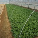 백선농장 이미지