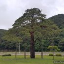 정이품송공원 화장실 이미지