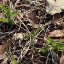 방배응봉 이미지