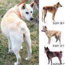 한국 토종견 소개-경주개 동경이(GyeongJu DongGyeong Dog) 이미지