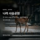 대우세탁나라 | 나라 사슴공원 여행, 입장료 무료인 이유와 당일치기 꿀팁