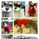 별이와개똥이 이미지