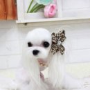 유이애견샵 이미지