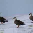 동부반점 이미지