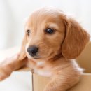 개포동물병원 이미지