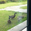 남생이못 습지생태 관찰원 | 헬로남생이: 제주 조천 함덕 작업하기 좋은 뷰맛집 카페