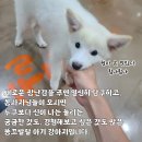 아기강아지 이미지