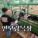 상상농장 | 연보람목장 젖소 체험 리얼 후기 | 아이들과 가기 좋은 농장 체험