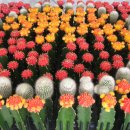 교포농장 이미지