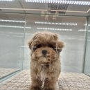 이정훈 강아지 하남본점 이미지