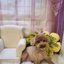 유니스펫살롱 이미지