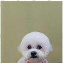 즐거운 애견미용 이미지