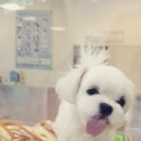 웰빙주유소 이미지