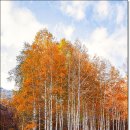 자작나무 이미지
